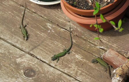 A tale of six lizards | Devon Wildlife Trust